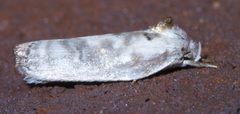 Antaeotricha leucillana P1440795a by 
xpda. Used under a CC BY-SA 4.0 license.