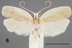 Antaeotricha osseella ZK by Hayden JE, Dickel TS. Used under a CC BY 3.0 license.