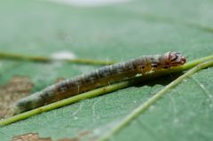 Antaeotricha schlaegeri Larva by Photograph created by Keegan Morrison (Keegstr on en.wikipedia) using a Nikon D90 with the Nikkor 105mm f/2.8 Macro lens.. Used under a CC BY-SA 3.0 license.