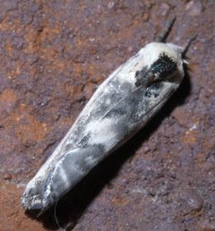 Antaeotricha schlaegeri P1380602a by 
xpda. Used under a CC BY-SA 4.0 license.