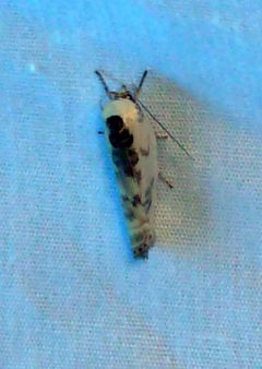 Antaeotricha schlaegeri adult by Cyndy Sims Parr. Used under a CC BY-SA 2.0 license.