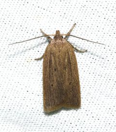 Gonioterma mistrella - moth by Wildreturn. Used under a CC BY 2.0 license.