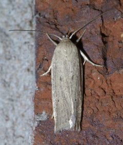 Gonioterma mistrella P1500146a by 
xpda. Used under a CC BY-SA 4.0 license.