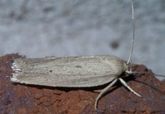 Gonioterma mistrella P1500148a by 
xpda. Used under a CC BY-SA 4.0 license.