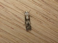 Blastodacna atra 31449644 by Donald Hobern. Used under a CC BY 4.0 license.