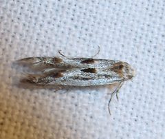 Blastodacna bicristatella by Jacy Lucier. Used under a CC BY-SA 4.0 license.