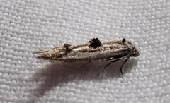Blastodacna bicristatella 1 by Jacy Lucier. Used under a CC BY-SA 4.0 license.