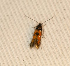 Chrysoclista linneella by Tommyleelow. Used under a CC BY-SA 4.0 license.