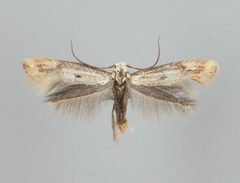 Elachista albidella by R.Siloaho. Used under a Copyrighted free use license.