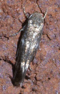 Elachista illectella P1580177a by 
xpda. Used under a CC BY-SA 4.0 license.