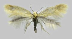 Elachista subalbidella by E. Hujanen. Used under a Copyrighted free use license.