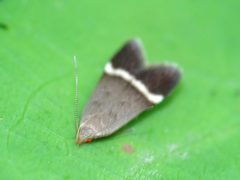 Anacampsis agrimoniella mosbo6 by Natthager. Used under a CC BY-SA 4.0 license.