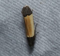 Anacampsis coverdalella 394751055 by David George. Used under a CC BY 4.0 license.
