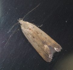 Anacampsis fullonella P1130555a by 
xpda. Used under a CC BY-SA 4.0 license.