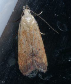 Anacampsis fullonella P1460319a by 
xpda. Used under a CC BY-SA 4.0 license.