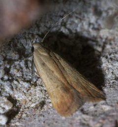 Anacampsis fullonella P1560618a by 
xpda. Used under a CC BY-SA 4.0 license.