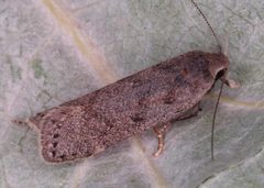 Anacampsis populella by Gyorgy Csoka, Hungary Forest Research Institute, Bugwood.org. Used under a CC BY 3.0 us license.