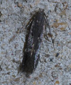 Syncopacma palpilineella P1450329a by 
xpda. Used under a CC BY-SA 4.0 license.