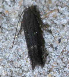 Syncopacma palpilineella P1450332a by 
xpda. Used under a CC BY-SA 4.0 license.