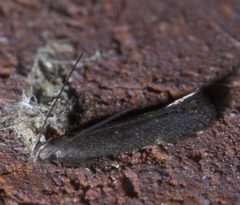 Syncopacma palpilineella P1550905a by 
xpda. Used under a CC BY-SA 4.0 license.