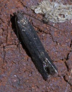 Syncopacma palpilineella P1550906a by 
xpda. Used under a CC BY-SA 4.0 license.