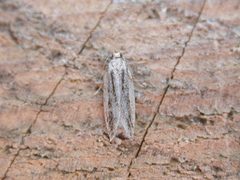 Anarsia lineatella by Donald Hobern from Canberra, Australia. Used under a CC BY 2.0 license.