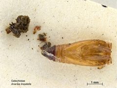 Anarsia lineatella cocoon by Caroline Harding, MAF. Used under a CC BY 3.0 au license.