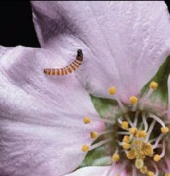 Anarsia lineatella larva by US Environmental Protection Agency. Used under a Public domain license.