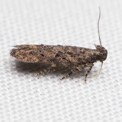 Hypatima zesticopa - inat 2628470 by {{{name}}}. Used under a CC BY 4.0 license.