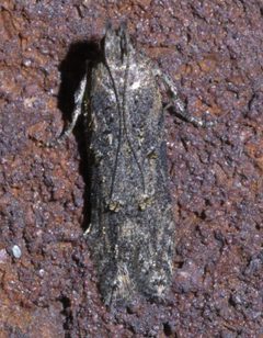 Hypatima zesticopa P1590189a by 
xpda. Used under a CC BY-SA 4.0 license.