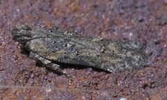 Hypatima zesticopa P1590190a by 
xpda. Used under a CC BY-SA 4.0 license.
