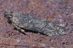 Hypatima zesticopa P1590192a by 
xpda. Used under a CC BY-SA 4.0 license.