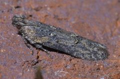Hypatima zesticopa P1590239a by 
xpda. Used under a CC BY-SA 4.0 license.