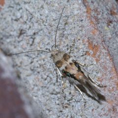 Aristotelia elegantella P1380437a by 
xpda. Used under a CC BY-SA 4.0 license.
