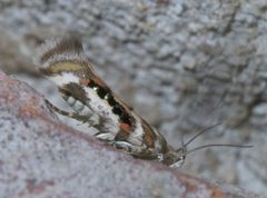 Aristotelia elegantella P1380438a by 
xpda. Used under a CC BY-SA 4.0 license.