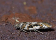 Aristotelia elegantella P1640084a by 
xpda. Used under a CC BY-SA 4.0 license.