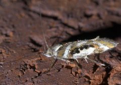 Aristotelia elegantella P1640093a by 
xpda. Used under a CC BY-SA 4.0 license.