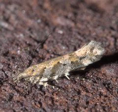 Aristotelia lespedezae P1110712a by
xpda. Used under a CC BY-SA 4.0 license.