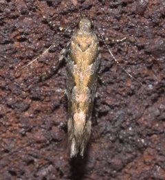 Aristotelia lespedezae P1110713a by 
xpda. Used under a CC BY-SA 4.0 license.