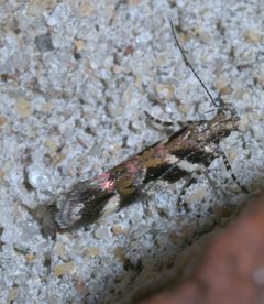 Aristotelia roseosuffusella P1290158a by 
xpda. Used under a CC BY-SA 4.0 license.