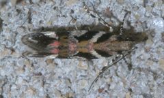 Aristotelia roseosuffusella P1290161a by 
xpda. Used under a CC BY-SA 4.0 license.