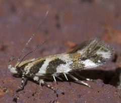 Aristotelia roseosuffusella P1410360a by 
xpda. Used under a CC BY-SA 4.0 license.