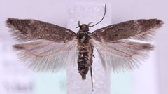 Bryotropha similis by Marko Mutanen, University of Oulu. Used under a Public domain license.