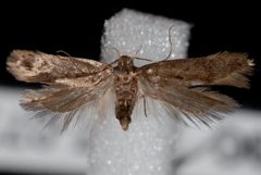Bryotropha similis1 by Jeremy deWaard, University of British Columbia. Used under a CC BY 3.0 license.