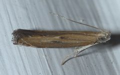 Isophrictis anteliella - inat 56940602 by {{{name}}}. Used under a CC BY-SA 4.0 license.