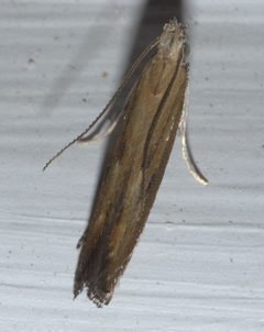 Isophrictis anteliella P1110868a by
xpda. Used under a CC BY-SA 4.0 license.