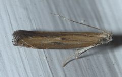 Isophrictis anteliella P1110869a by 
xpda. Used under a CC BY-SA 4.0 license.