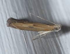Isophrictis anteliella P1110867a by 
xpda. Used under a CC BY-SA 4.0 license.