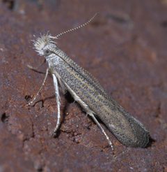 Isophrictis similiella P1550645a by
xpda. Used under a CC BY-SA 4.0 license.