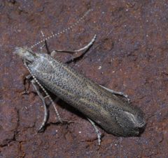 Isophrictis similiella P1550646a by 
xpda. Used under a CC BY-SA 4.0 license.